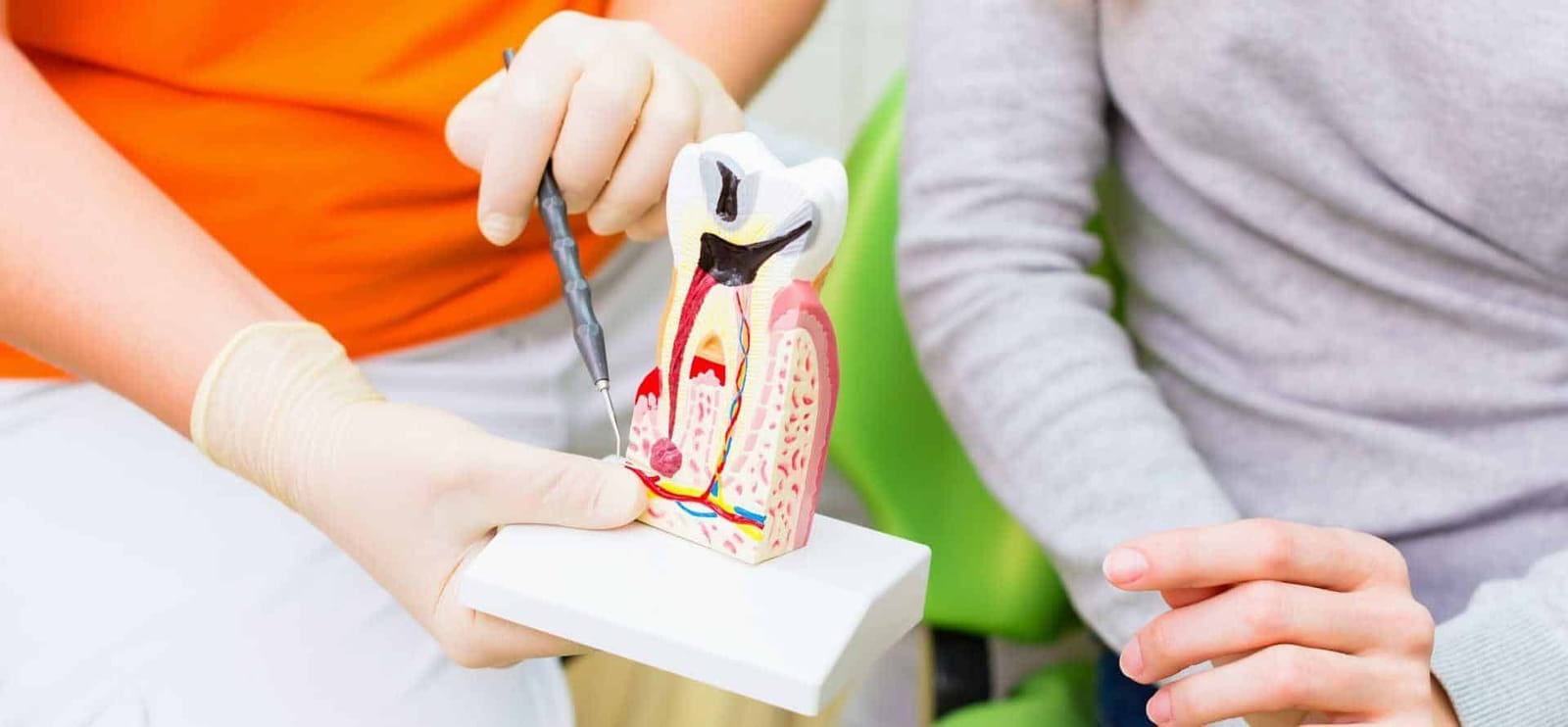 A tooth model being used to explain dental anatomy