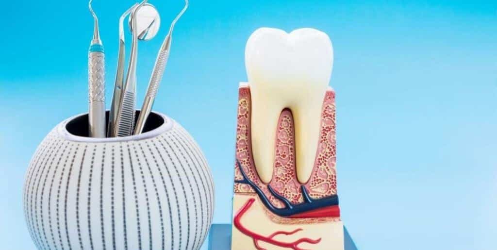 A cross-section model of a tooth beside dental instruments