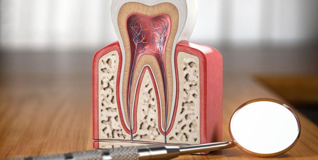 A cross-sectional tooth model beside a dental mirror